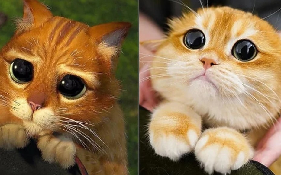 Интернет сензација: Мачорот во чизми од анимираниот филм „Шрек“ постои и во реалниот живот