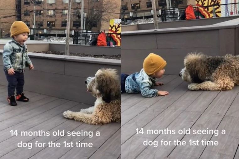 Емотивно: 14-месечно момче за првпат се среќава со куче, неговата реакција ќе ве разнежни