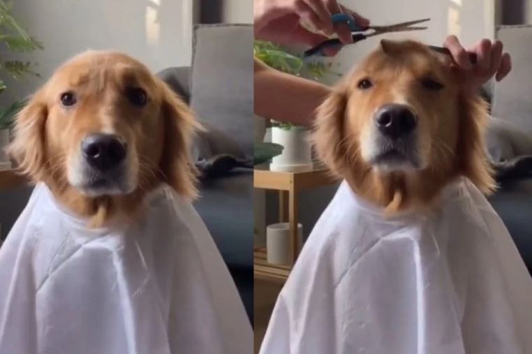 Господин куче: Сопственичката се преправала дека го шиша, а неговата реакција ќе ве воодушеви