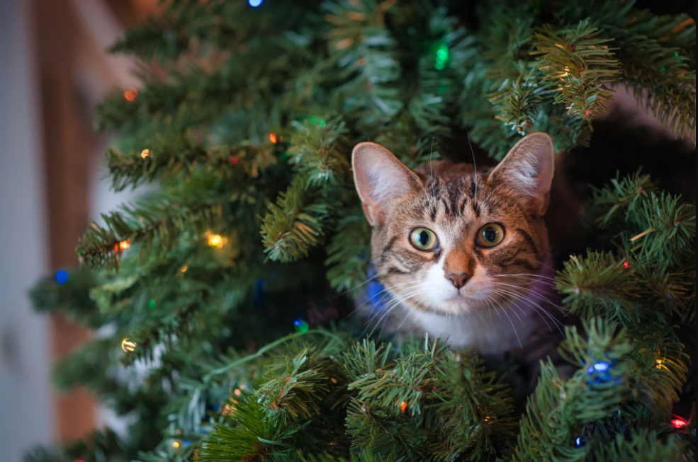 Уловени на дело: Фотографии од миленичиња кои се вљубени во новогодишните елки