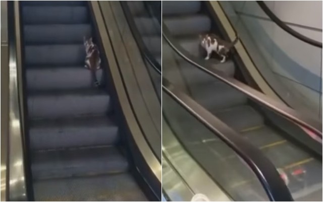 Урнебесно видео: Мачка се обидува да се движи по ескалаторот, но во обратен правец
