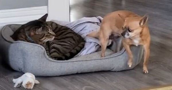 Урнебесна глетка: Куче се обидува да се прикраде во креветот на мачката