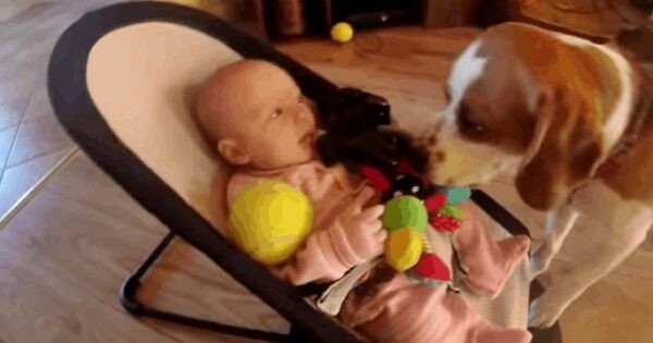 Куче му ја украде играчката на бебето: Најде прекрасен начин да се извини за грешката (ВИДЕО)