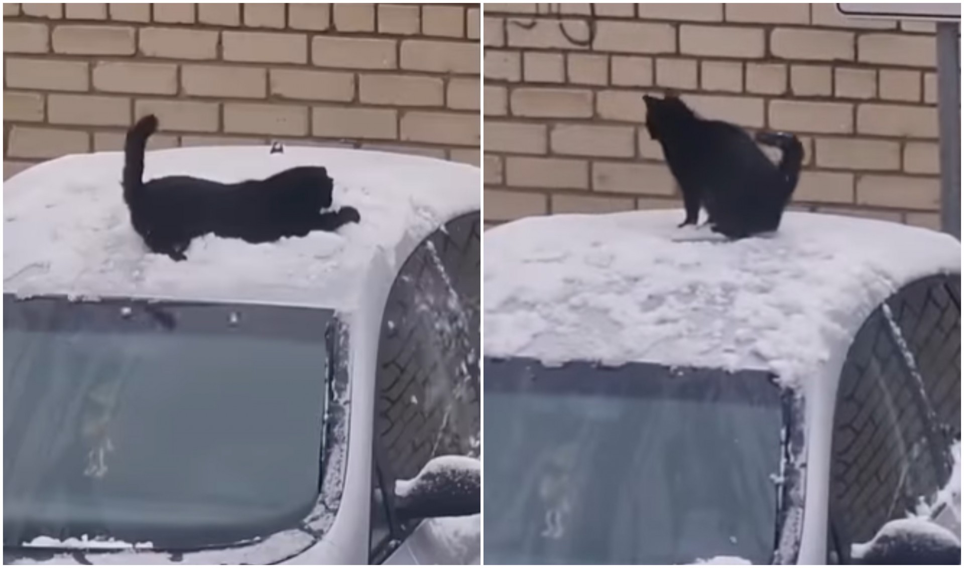 Не сите мачки го мразат снегот: Некои обожуваат да си играат на него (ВИДЕО)