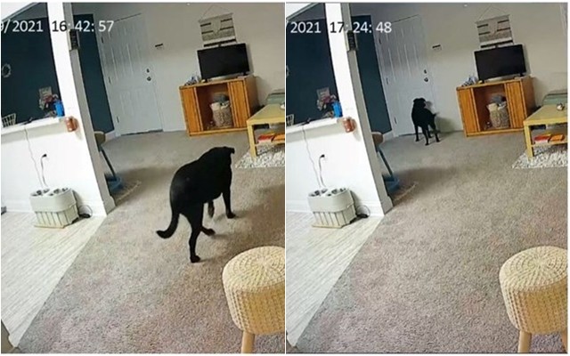 Сопственичка сними што прави нејзиното куче додека таа не е дома: Видеото растажи многумина