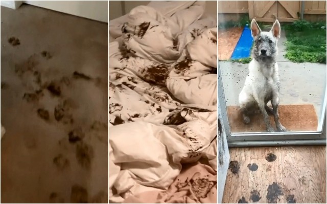 Хит видео: Куче направило хаос во куќата, па глумело дека некој му го подметнал