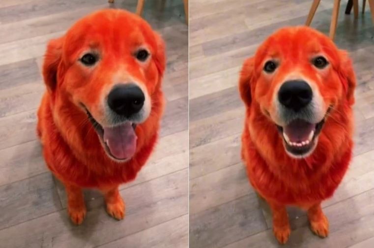 Ја обвинија за злоставување: Го фарба своето куче во црвена боја, а кога ќе слушнете зошто, ќе се шокирате