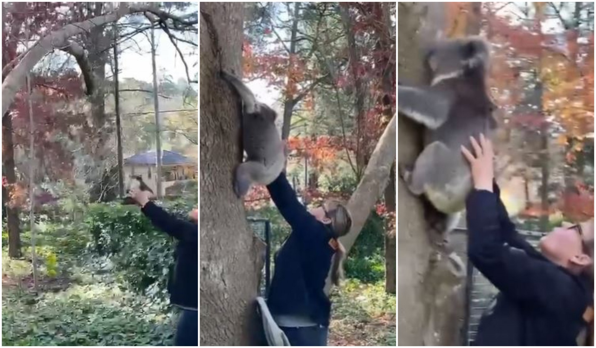 Видео кое ги воодушеви сите: Мала коала успешно вратена во прегратките на мајка ѝ, откако паднала од стебло