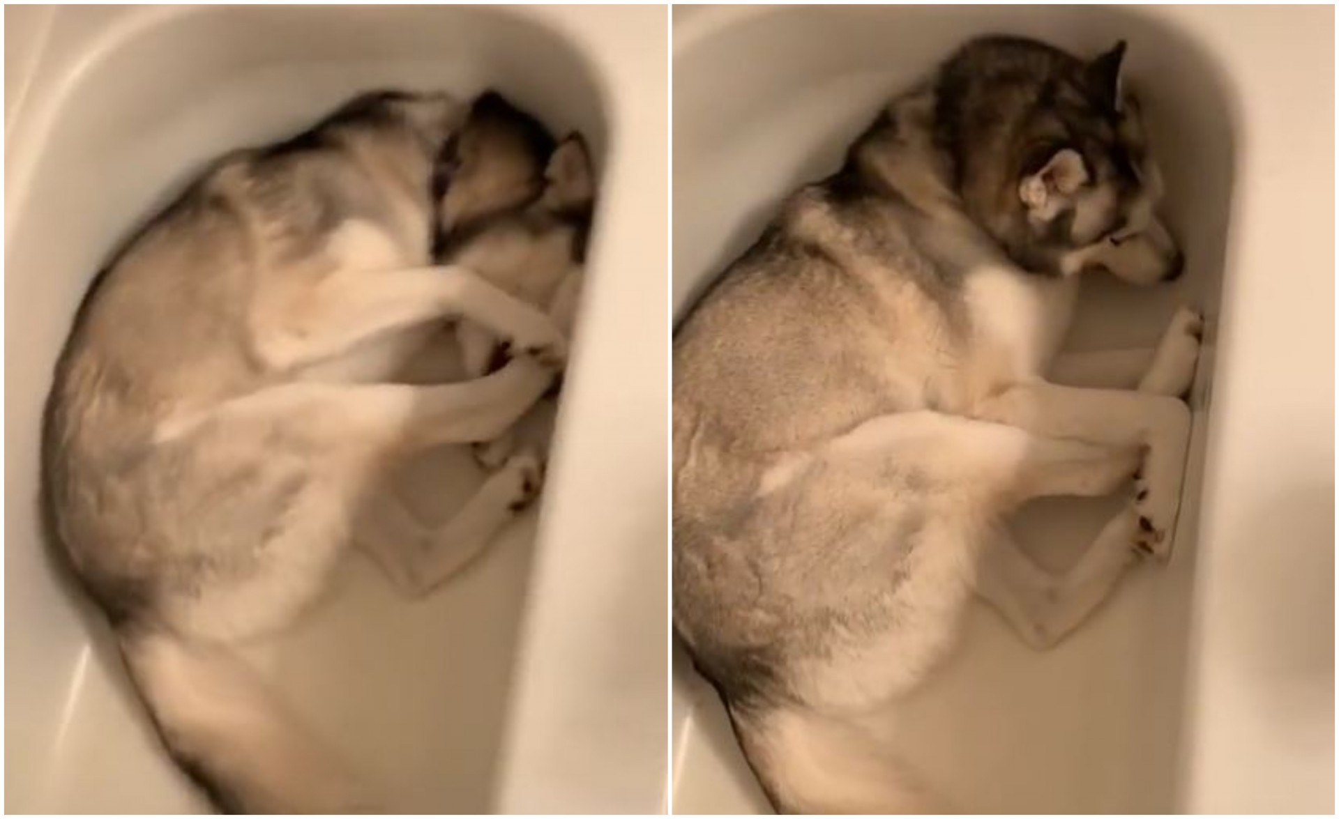 Сопственичката му кажала на кучето на излезе од када: Неговата реакција ќе ве насмее до солзи (ВИДЕО)