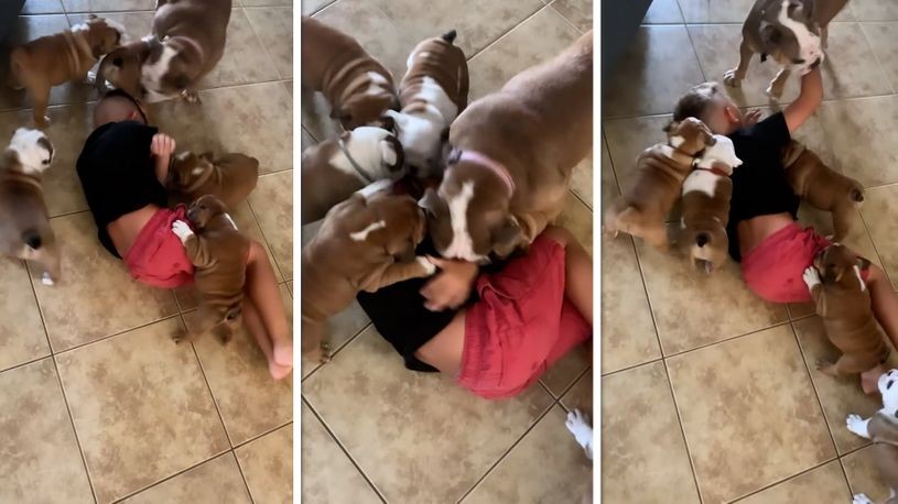 Го собориле на под и му покажале како се сака: Љубовта на момчето и неговите кучиња е доказ за вистинска среќа (ВИДЕО)