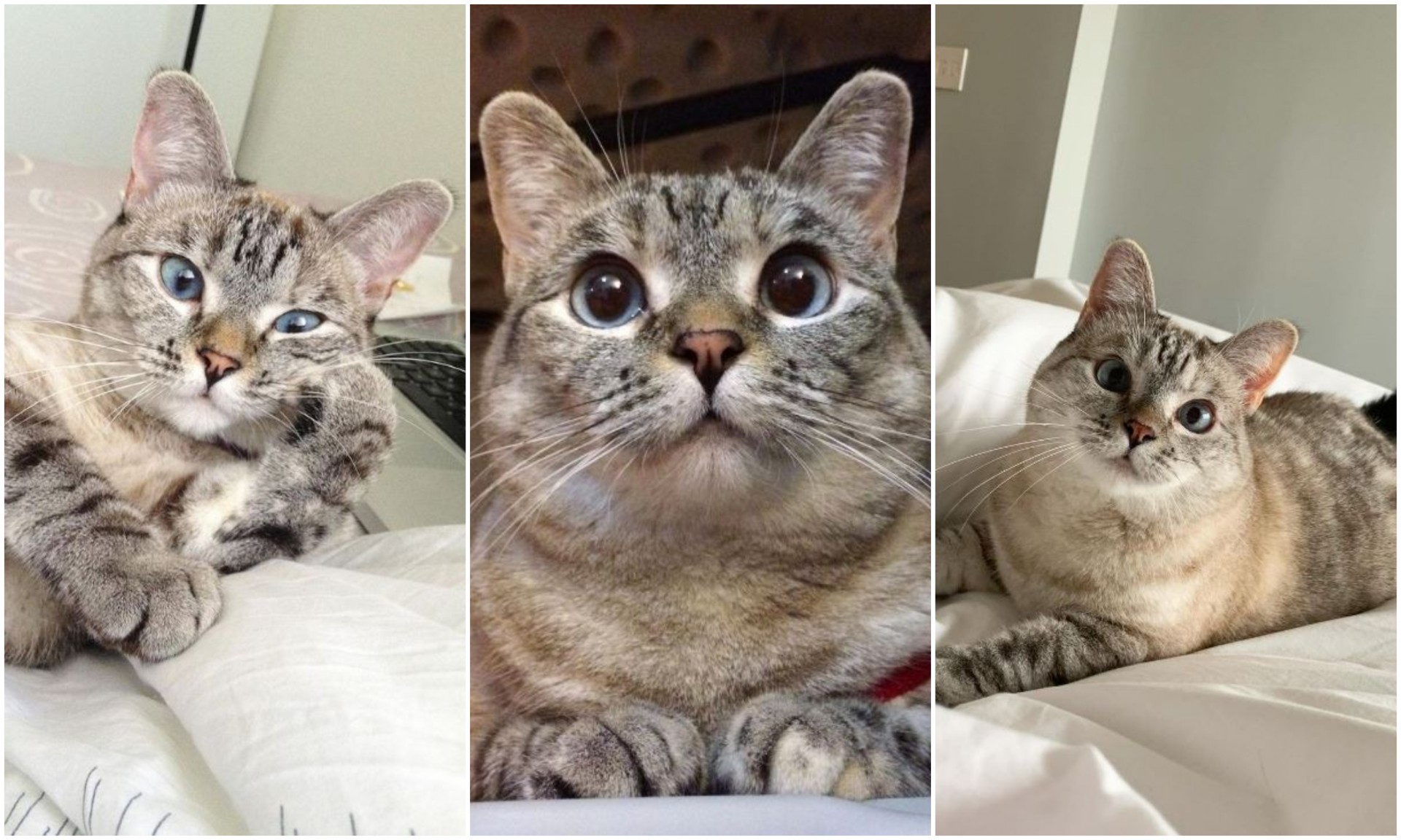 Најбогатата мачка на светот „тежи“ 100 милиони долари: Запознајте ја инфлуенсерката Нала (ФОТО)