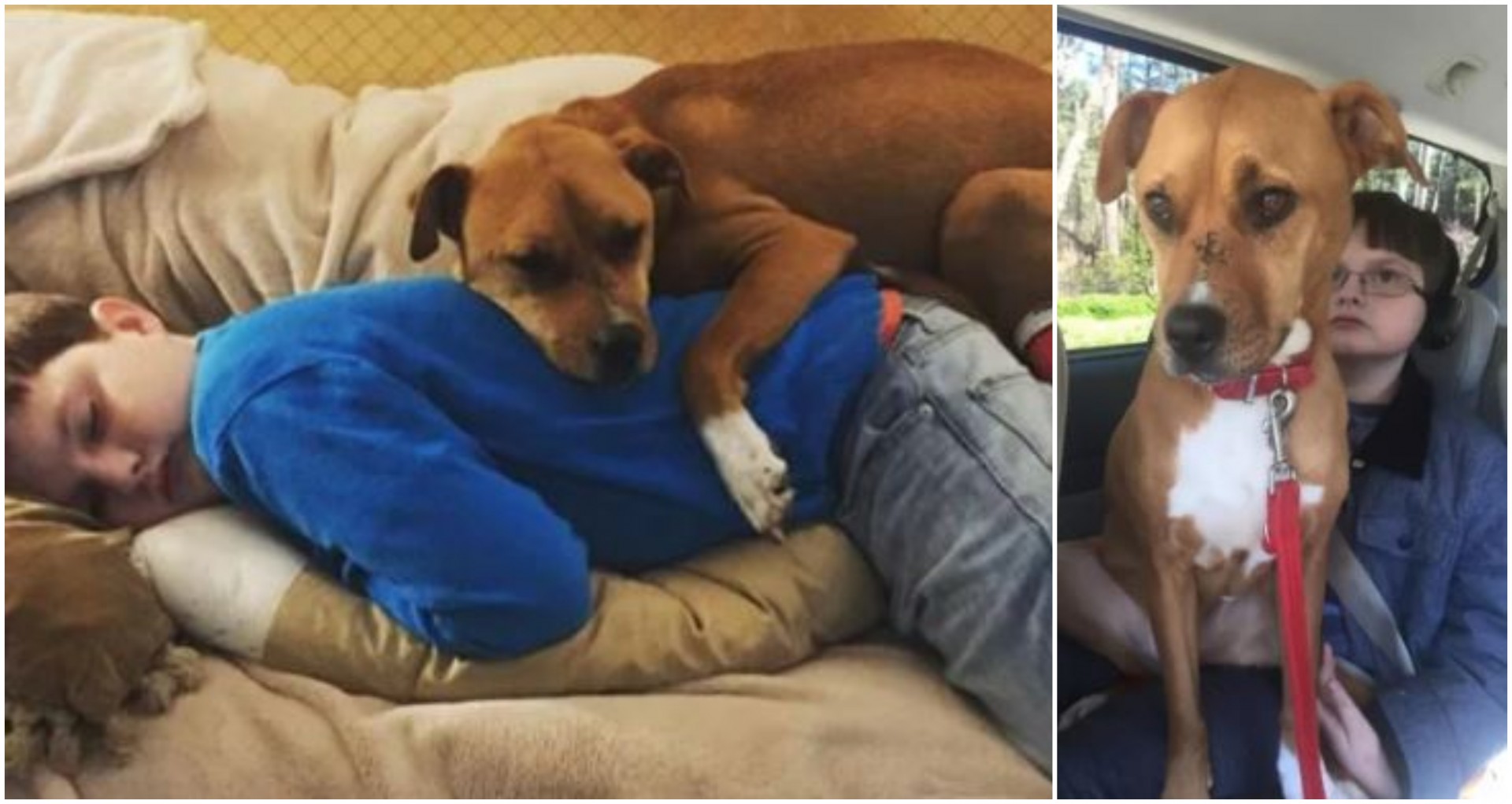 Љубов голема: Момче со аутизам било многу осамено, но едно кученце целосно го променило неговото однесување