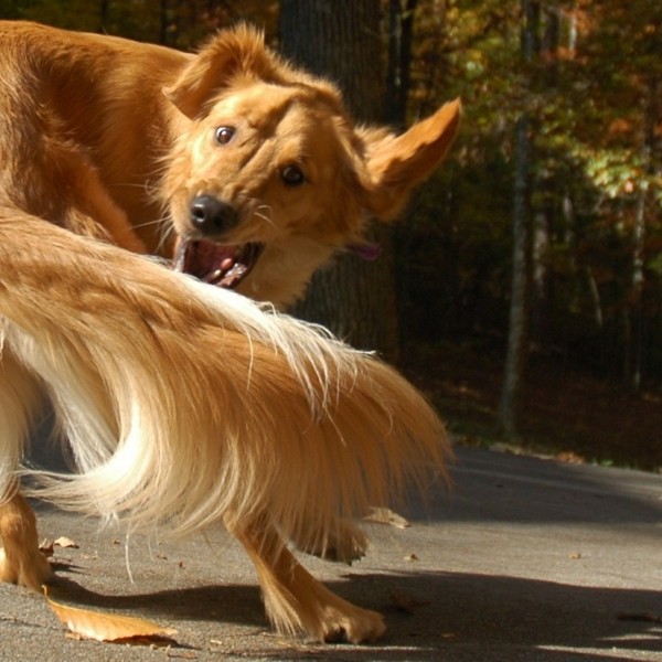 ФАКТ НА ДЕНОТ: Зошто кучињата си ги бркаат опашките?