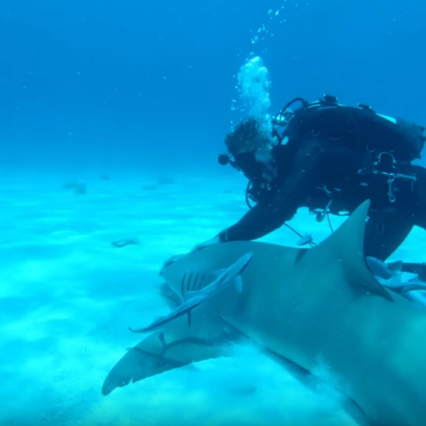 (ВИДЕО) Лудост или храброст: Јутубер тестираше дали ајкулите можат да му ја намирисаат крвта