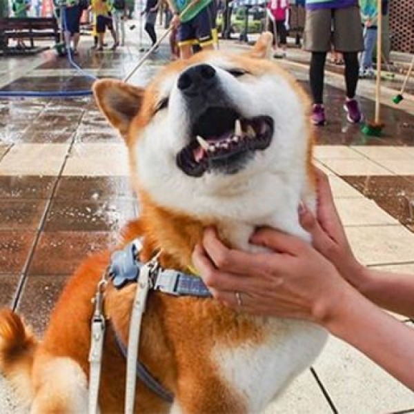 Запознајте го најсреќното куче на Инстраграм: Хачи обожава да се фотографира во цвеќиња