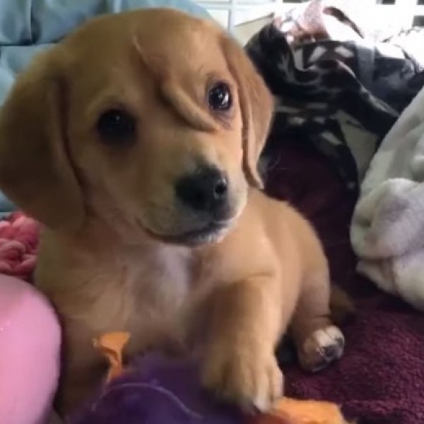 Мал крзнен еднорог: Кученце со опашка на челото стана ѕвезда на Интернет