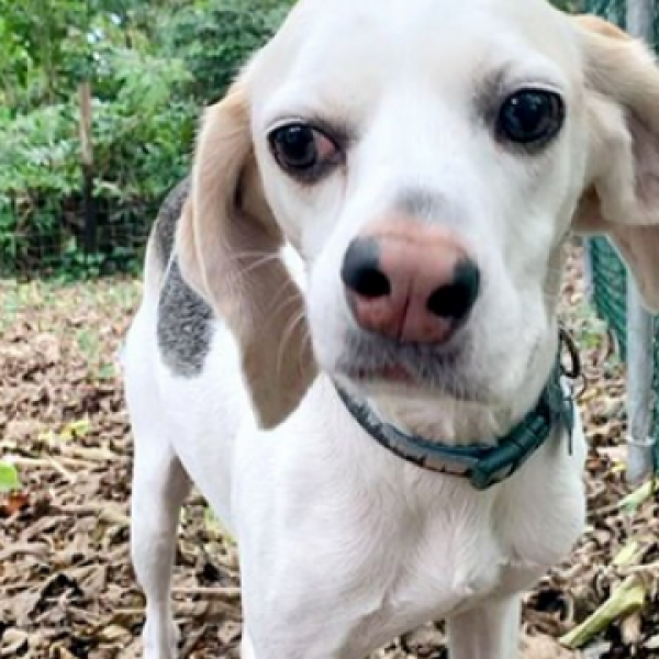 Куче со крив нос: Со години никој не сакал да го посвои