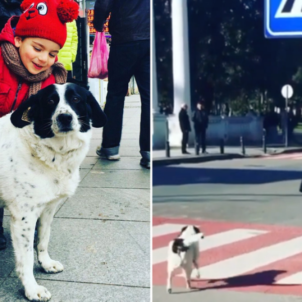 Им помага на децата да преминат улица: Куче скитник ги лае возачите