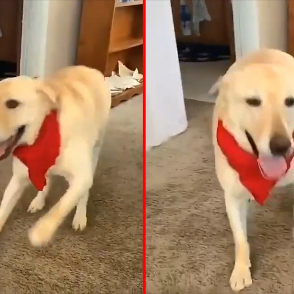 (ВИДЕО) Опа - иха: Куче игра оро