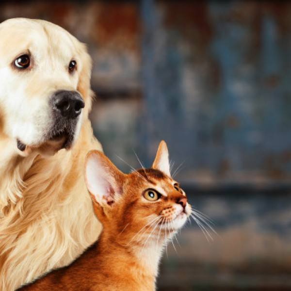 Мачките задржете ги дома, кучињата носете ги на кратки прошетки: Совети за дезинфекција на влакната и шепите