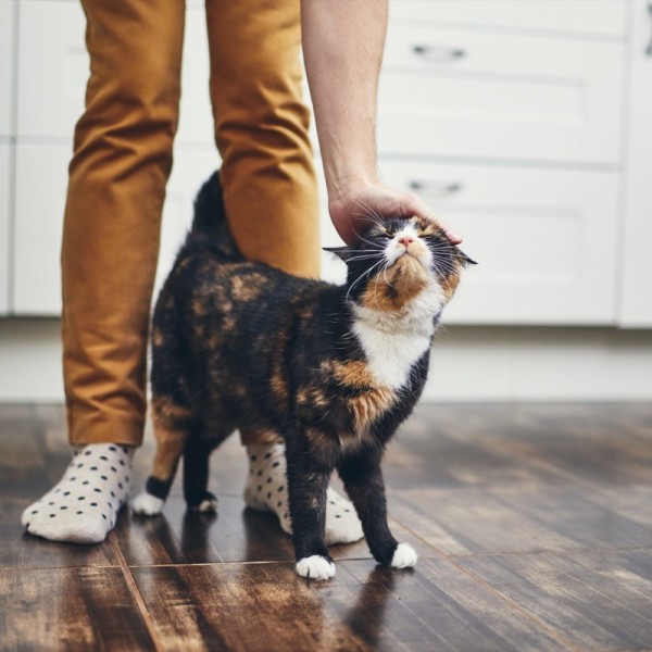 Зошто мачките се тријат / чешаат од нашите нозе: Тоа не го прават за да ги галиме