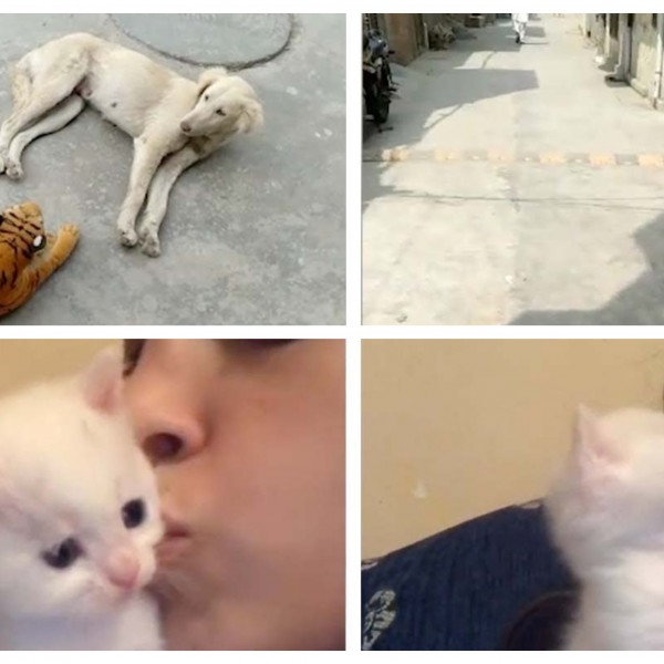 (ВИДЕО) Куче се плаши од играчка тигар, а маче возвраќа бакнежи