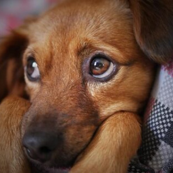 (ВИДЕО) Кога вашето куче би можело да зборува, би ви го кажало токму ова