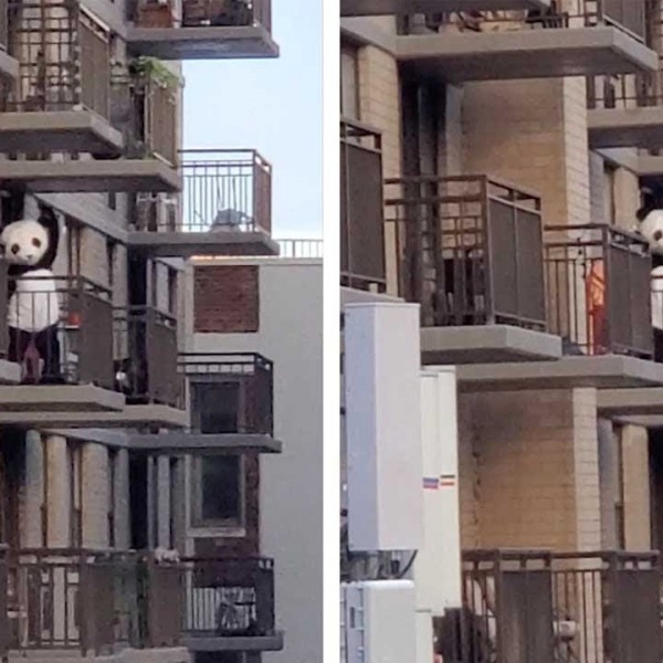 (ВИДЕО) Панда која танцува ги забавува соседите за време на социјалната изолација
