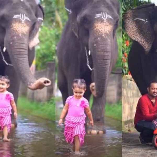 Најдобри пријателки: Двегодишно девојче и слоница стара 35 години ниту на момент не можат една без друга