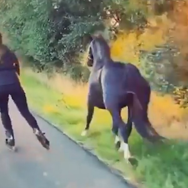 Вистинска елеганција: Прекрасен црн коњ и неговата најдобра пријателка секое утро возат ролери