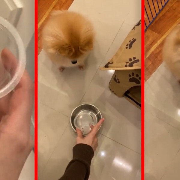 Секундарна трансформација: Порција храна го претвори слатко кученце во бесен ѕвер