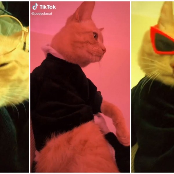 Запознајте ја Пипа: Мачка - инфлуенсер на ТикТок