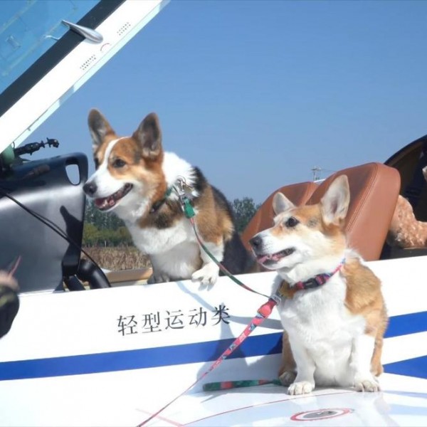 Возење со приватен авион: Кучиња кои живеат живот на висока нога