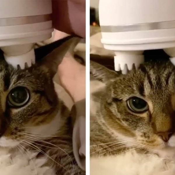 Знае како да ужива: Реакцијата на мачката која ужива во масажа на главата