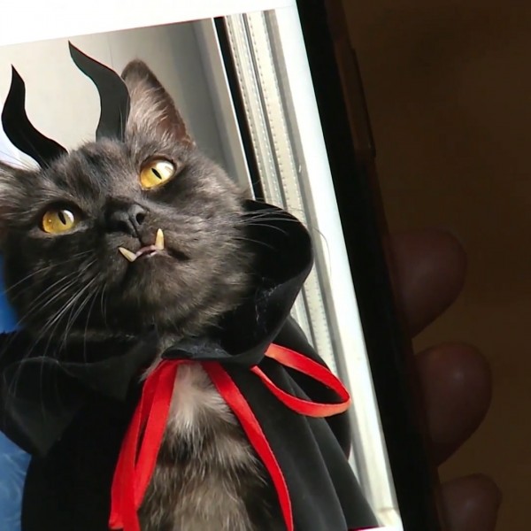 Вампир мачка: Херој кој помага на загрозените кучиња