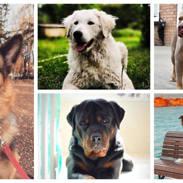 10 најдобри кучиња чувари: Кротки како јагниња, сѐ додека не го допрете нивниот сопственик