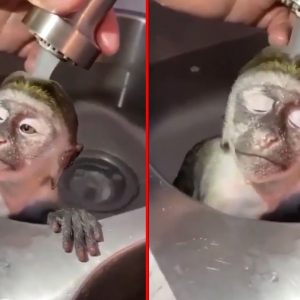 (ВИДЕО) Мајмунче во транс: Миењето коса им годи на сите