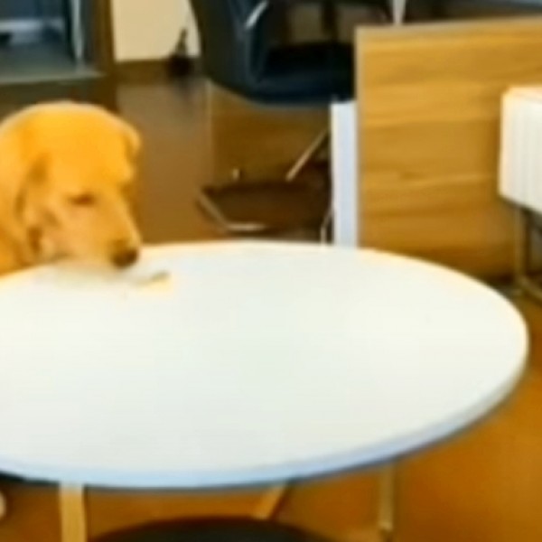 (ВИДЕО) Вистински гениј: Дали е ова најпаметното куче на светот?