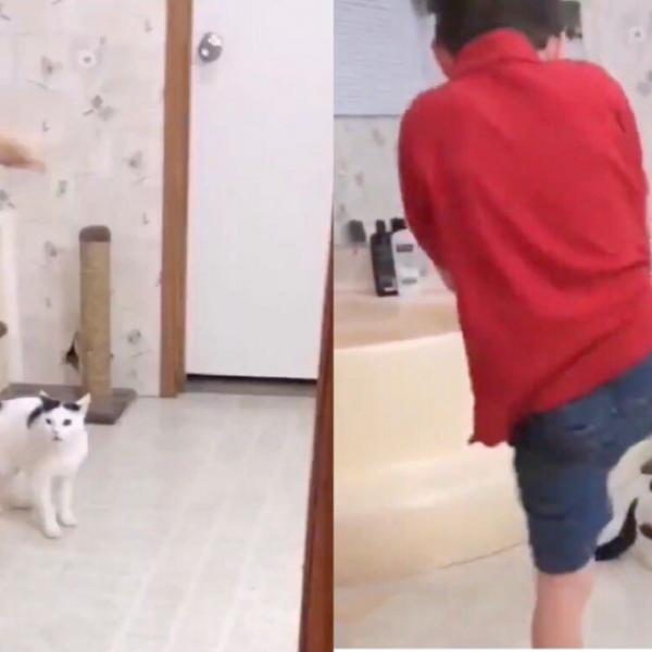 Нема шега со неа: Момче изведуваше боречки вештини пред мачка, а таа му возврати вака