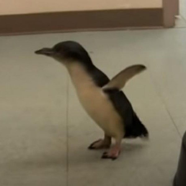 Преслатко: Кога ќе му го погалите стомакот на овој пингвин, полудува од среќа