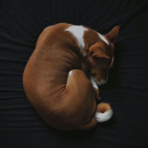 Зошто кучињата се свиваат пред да заспијат: Имаат причина за тоа