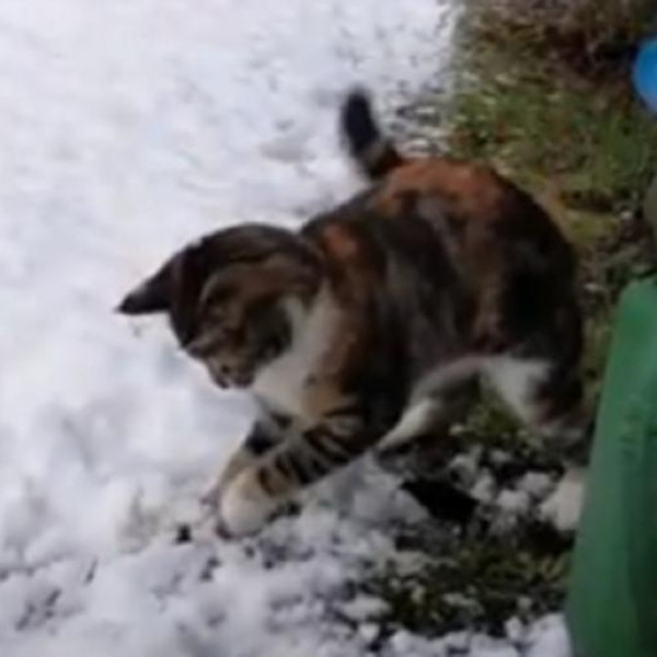 Преслатко: Маче за прв пат гледа снег – неговата реакција ќе ве се стопи!