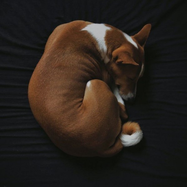 Имаат причина за тоа: Откриено зошто кучињата се свиваат пред да заспијат?