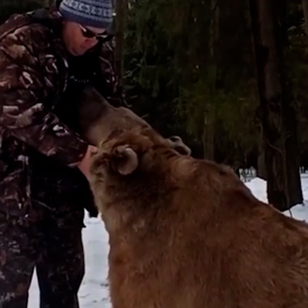 Ѕвер кој обожува чешкање: Огромна мечка се топи од допирот на нејзиниот сопственик