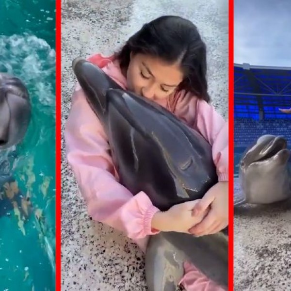 Тие две се сладок тандем: Неочекувано пријателство помеѓу девојка и делфин