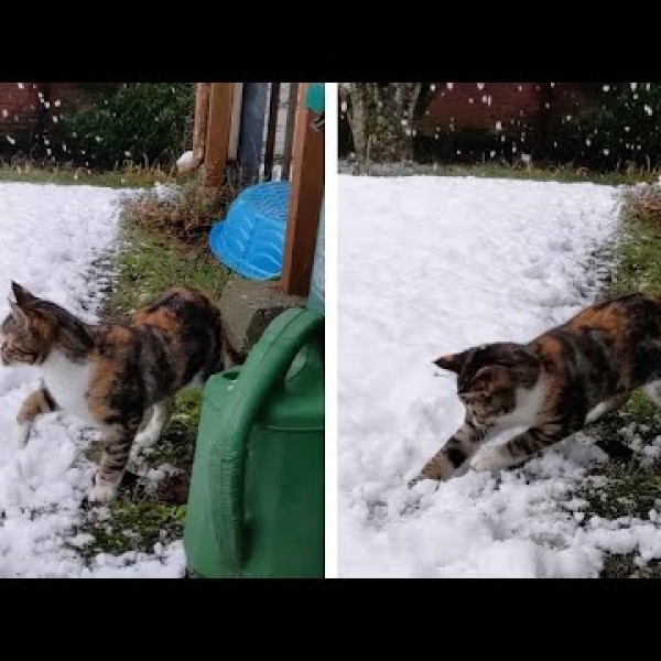 Маче кое за првпат гледа снег: Неговата реакција ќе ве растопи