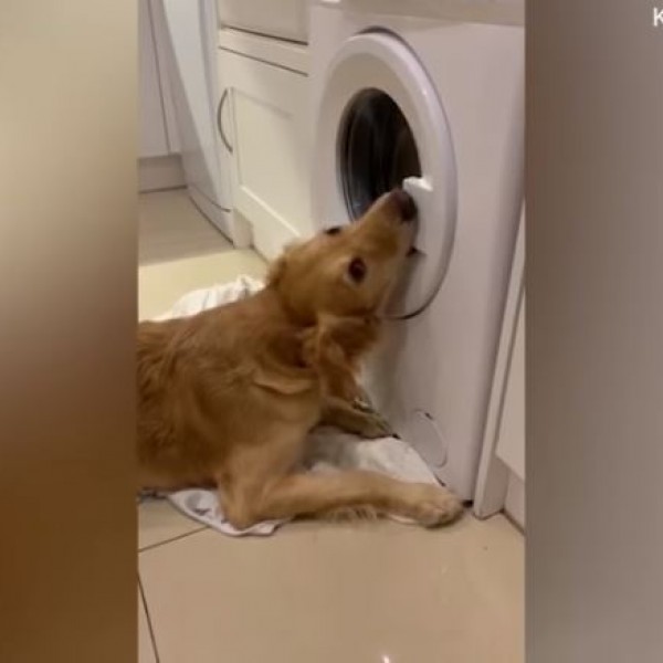 Хит на социјалните мрежи: Куче ги спасува своите играчки од машината за перење алишта