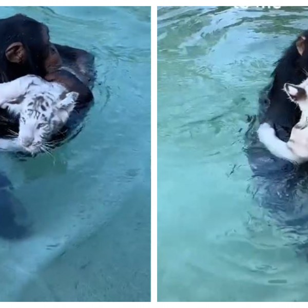 Најслаткиот спасувач на светот: Мајмун се загрижи за својот пријател тигар, па веднаш скокна во вода