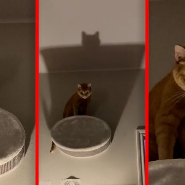Бетмен или злобен дух: Мачка ги исплаши сопствениците со својот изглед