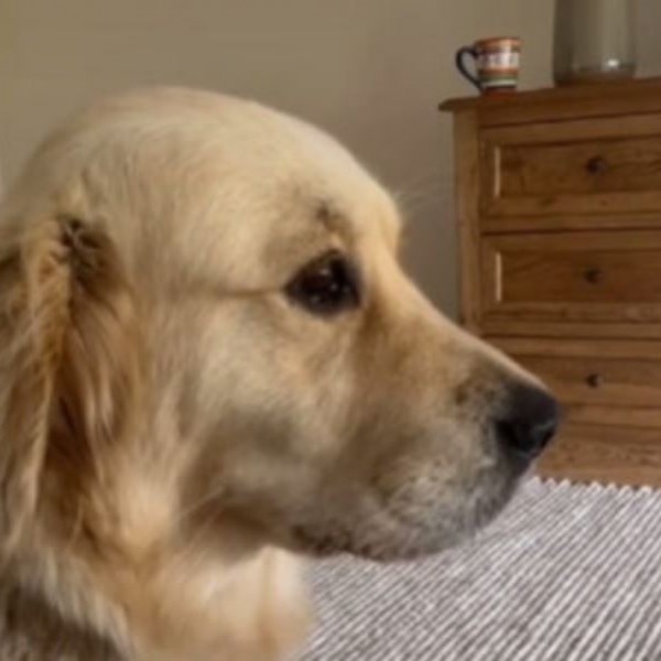 Хит видео: Куче украде лута пиперка, но откако ја изеде веднаш зажали